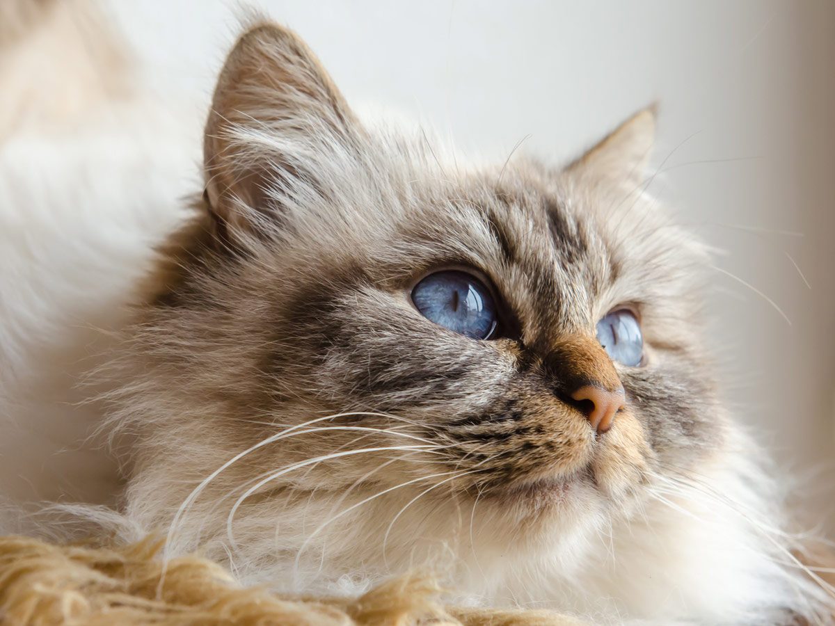 Affectionate cat breeds - Birman