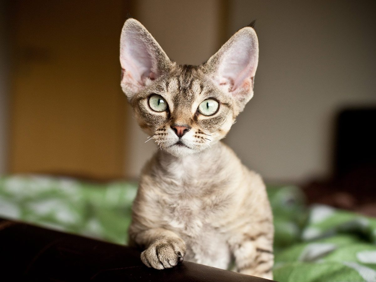 Devon Rex cat