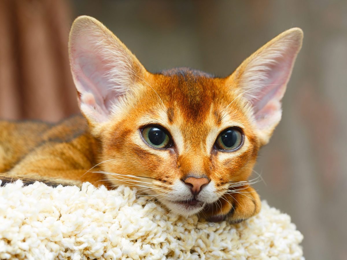 Most Affectionate Cat Breeds | Reader's Digest Canada