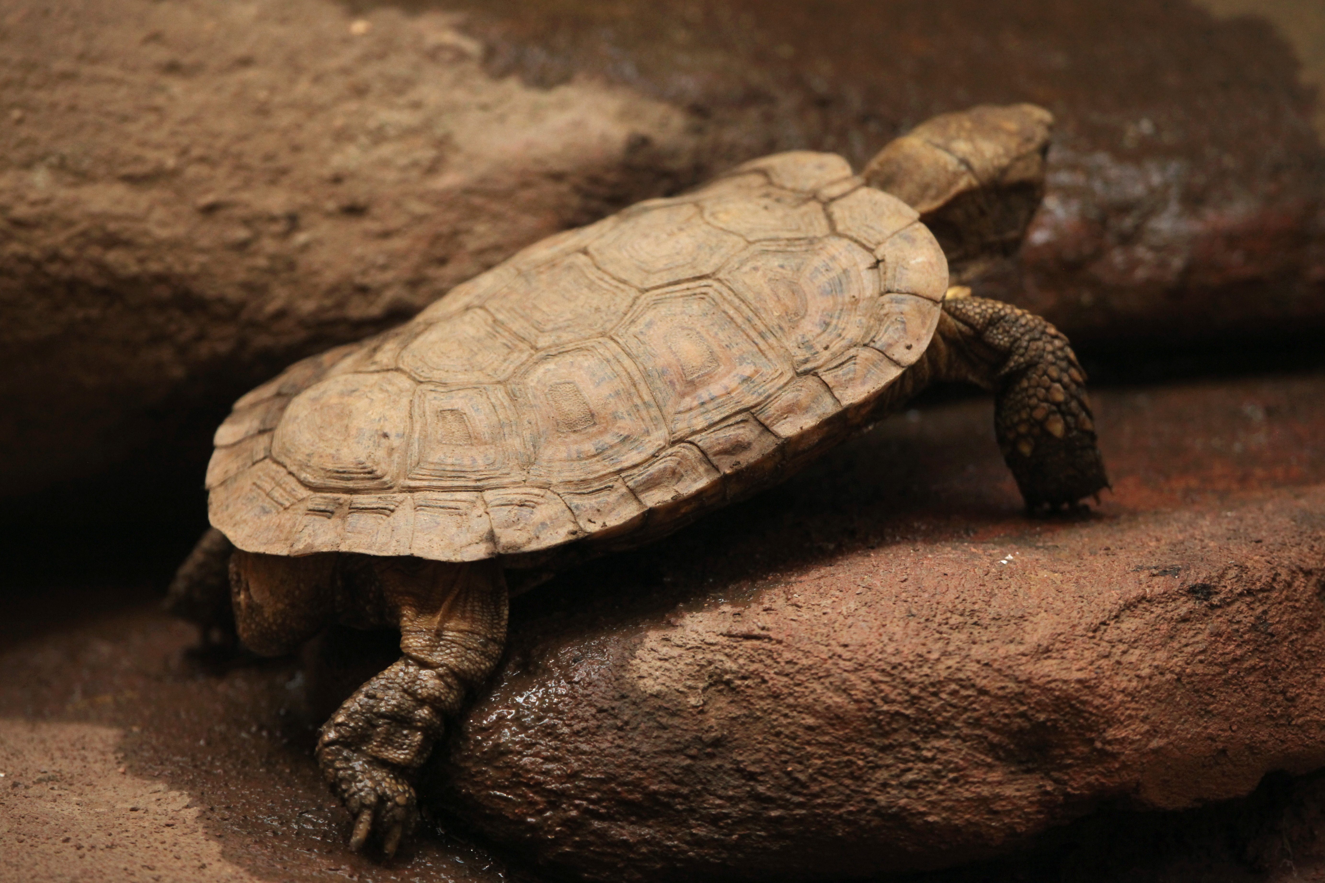 Pancake tortoise (Malacochersus tornieri). Wild life animal. 