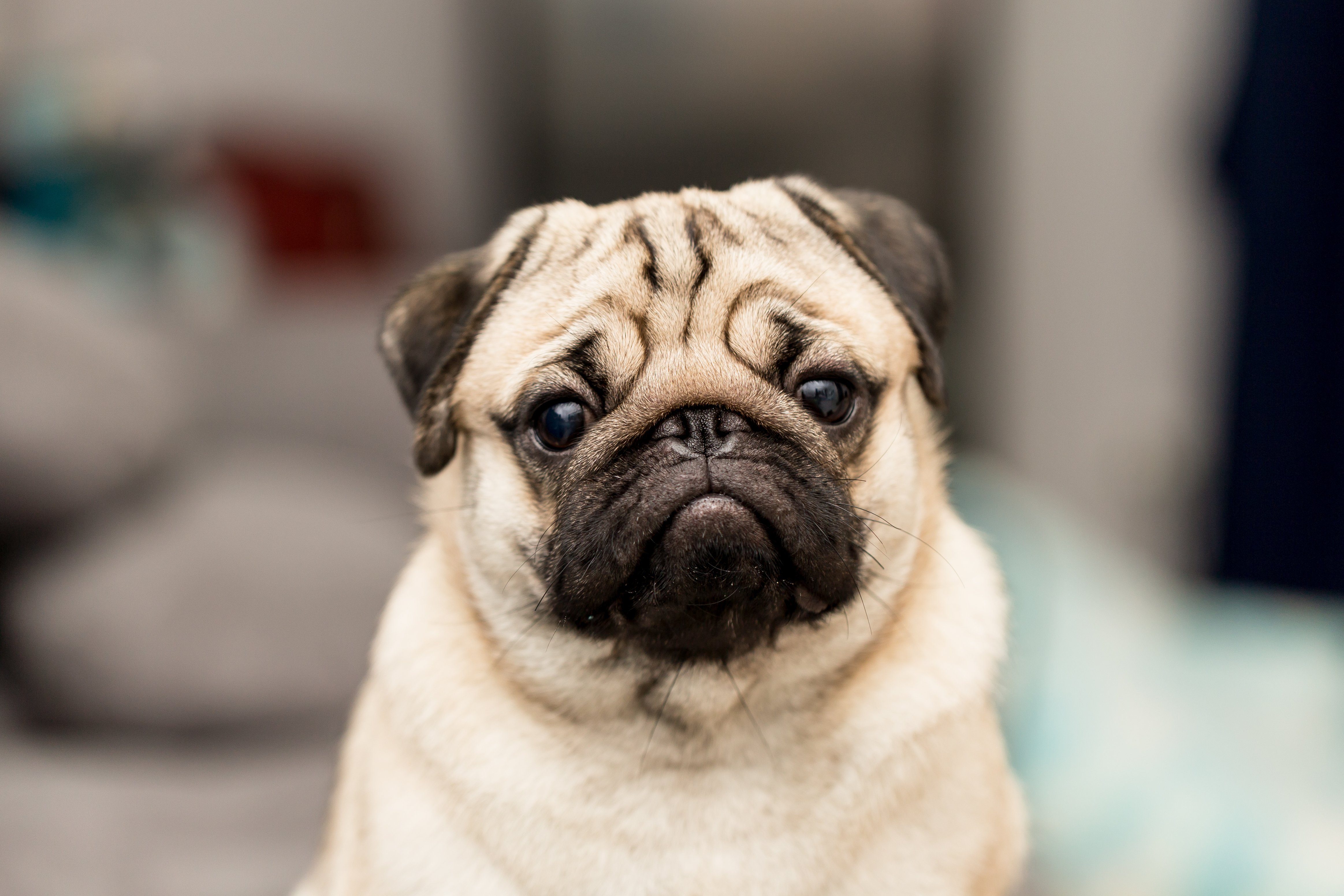 cute dog pug breed have a question and making funny face feeling so happiness and fun,Selective focus,Dog Friendly Concept