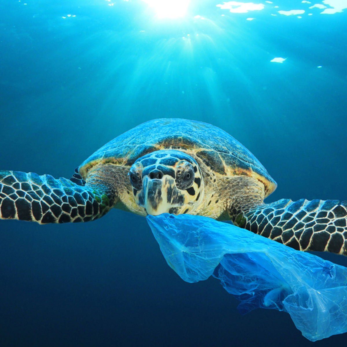 turtle ocean plastic bag ocean garbage patch