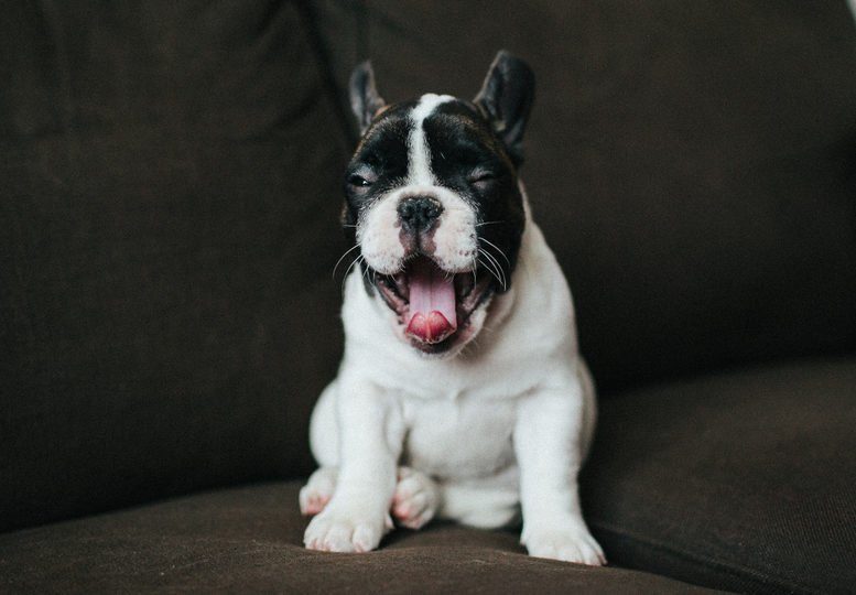 a French bulldog puppy sits on a brown couch and yawns