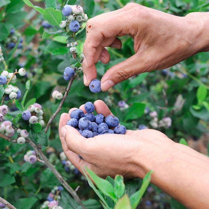 depression-era cooking tips - close up on blueberry picking by hand; Shutterstock ID 452575339; Job (TFH, TOH, RD, BNB, CWM, CM): TOH
