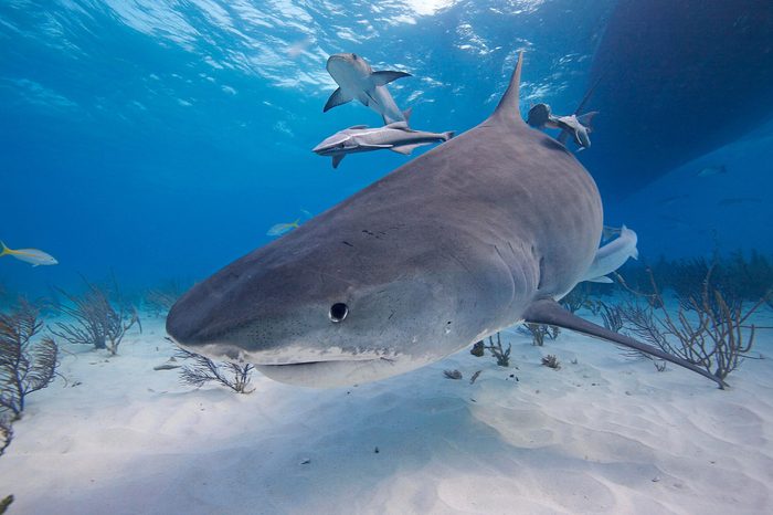 tiger sharks in bahamas, Jordan Lindsay travel nightmare