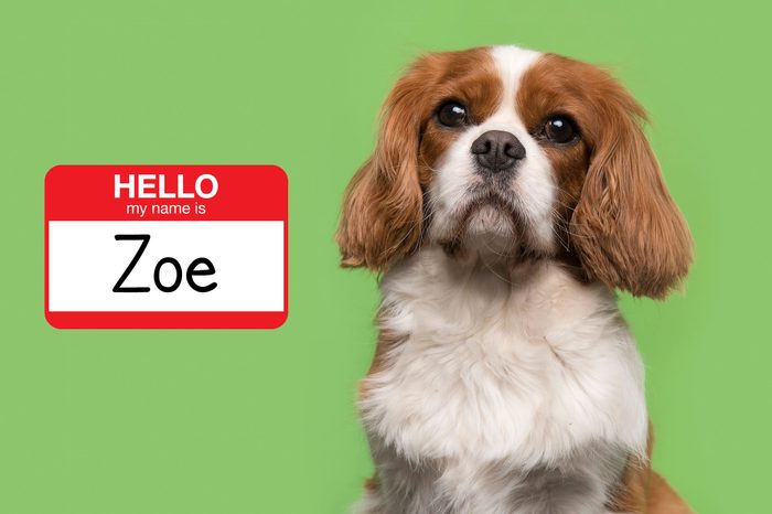 most popular dog names 2019