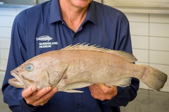 new species of cod fish
