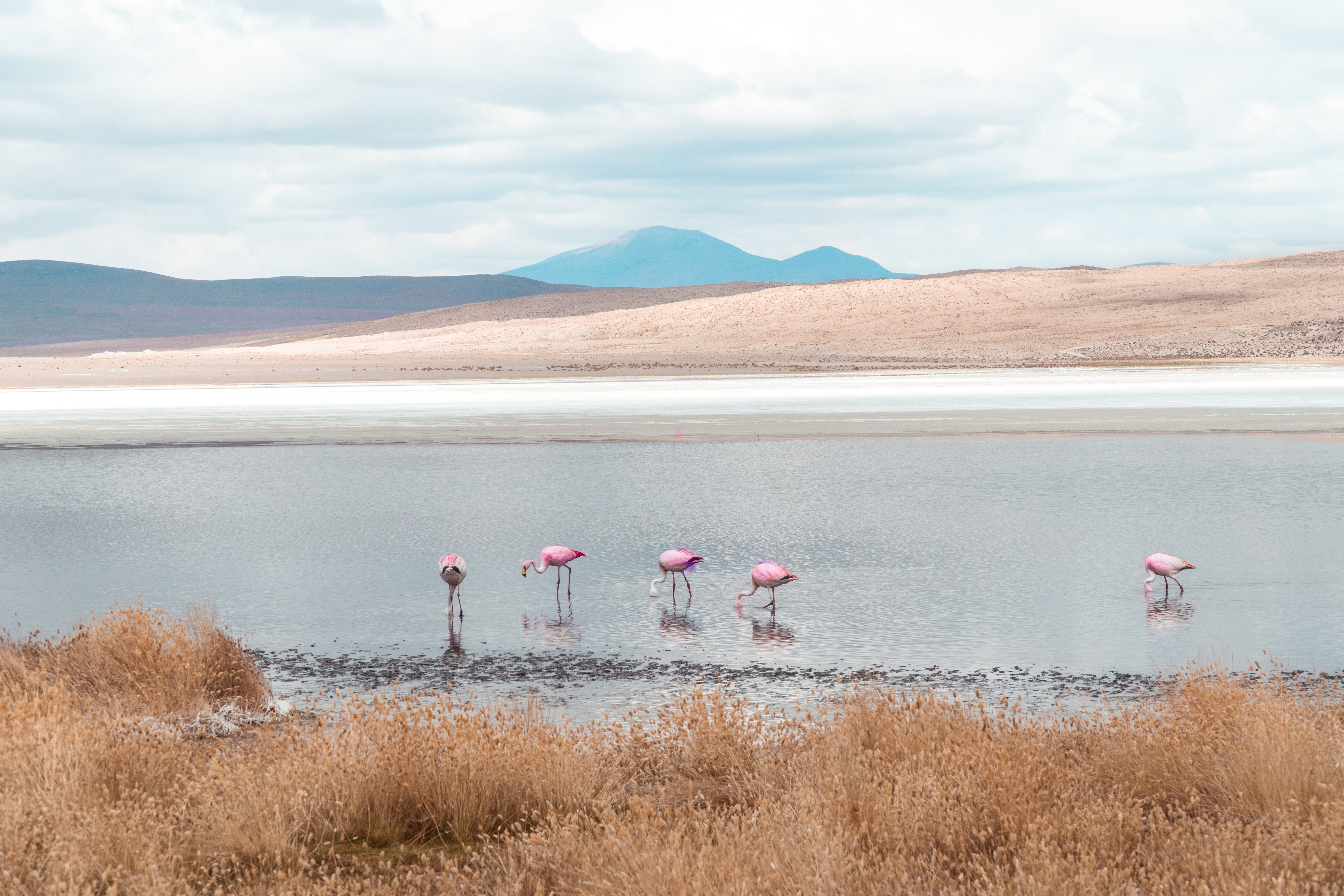 Group of beautiful pink flamingos walking and feeding in lake. Natural wildlife shot in Uyuni Salt Flats, Bolivia. Animal with water and mountain landscape background. Wild animal in nature.