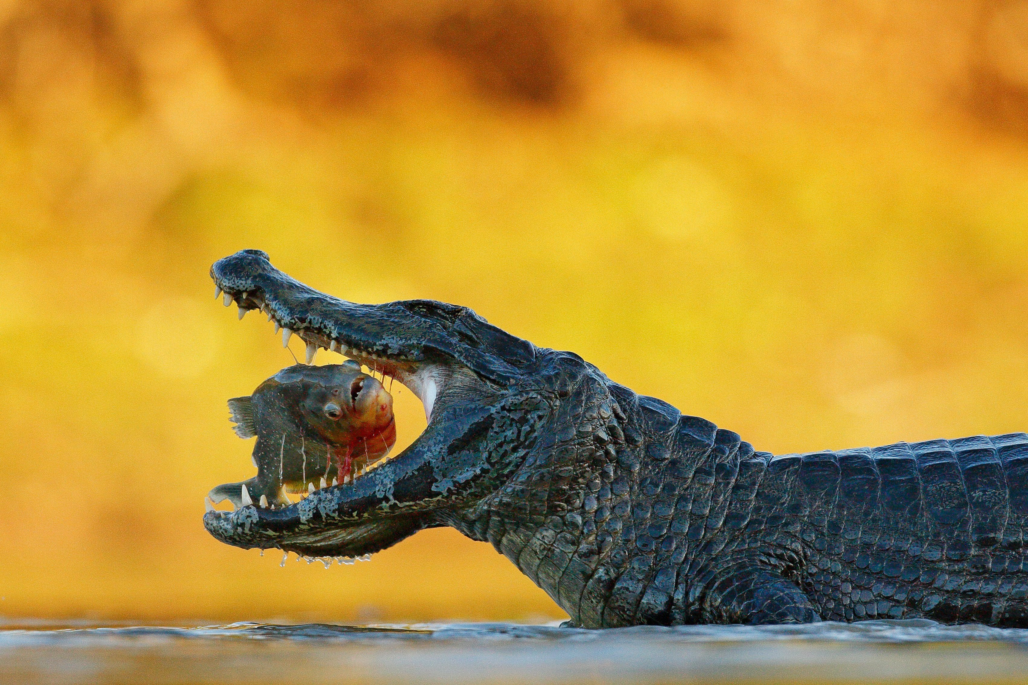 Caiman, crocodile with fish with open muzzle, Pantanal, Brazil. Detail portrait of danger reptile. Caiman with piranha.