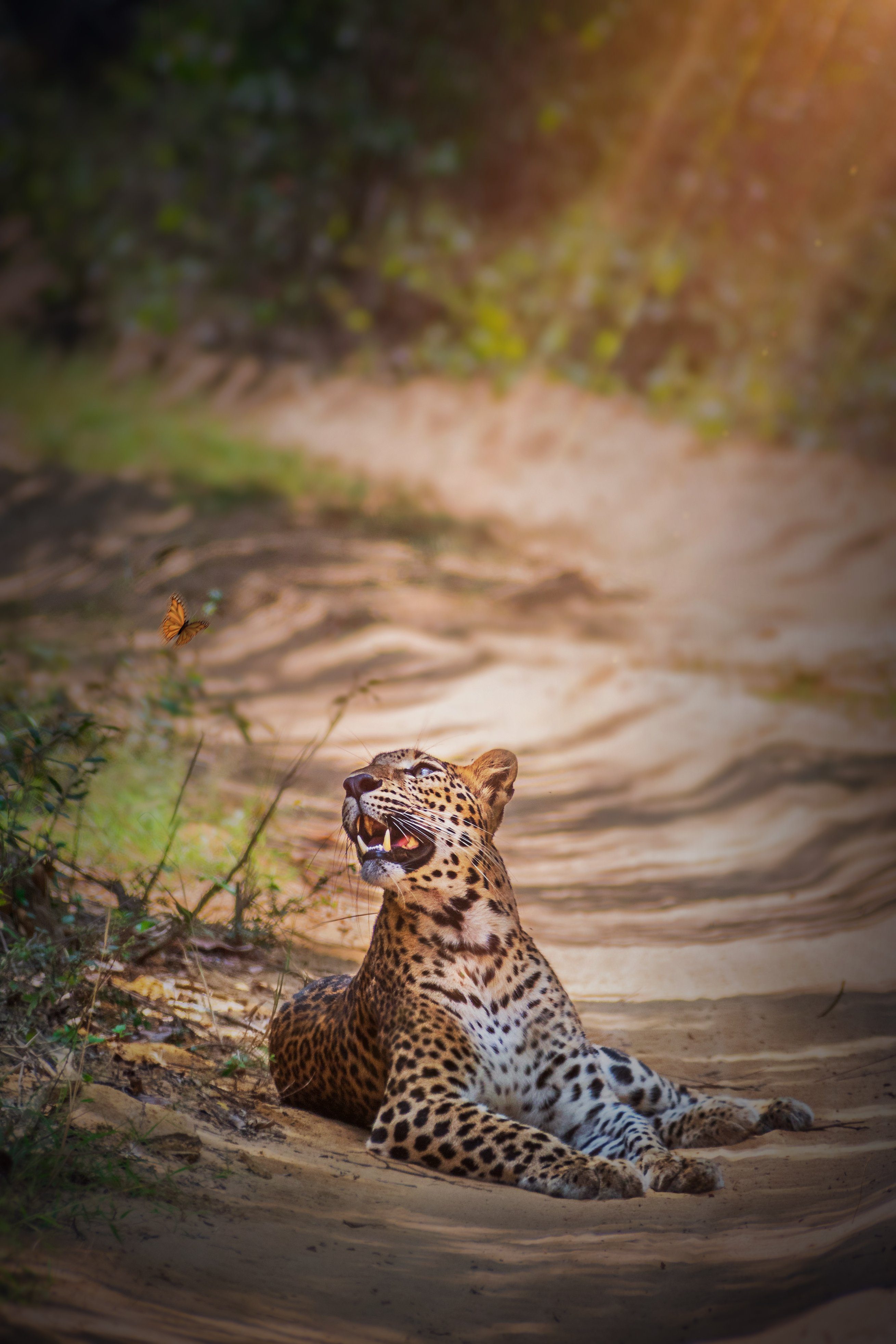 This is Sri Lankan leopard.A endangered cat species.Captured at the national sanctuary of Wilpatthu in Sri Lanka. Captured in a safari trip in 2019