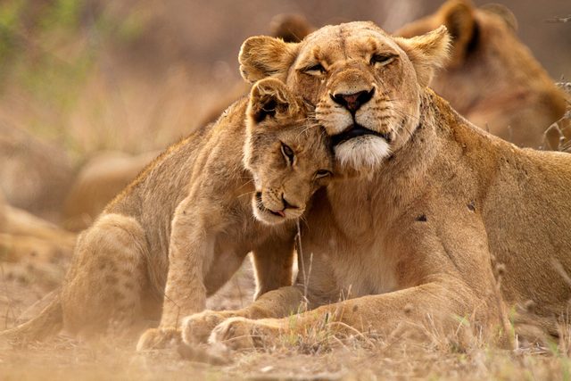 Predators love. Lioness and cub in the Kruger NP, South Africa