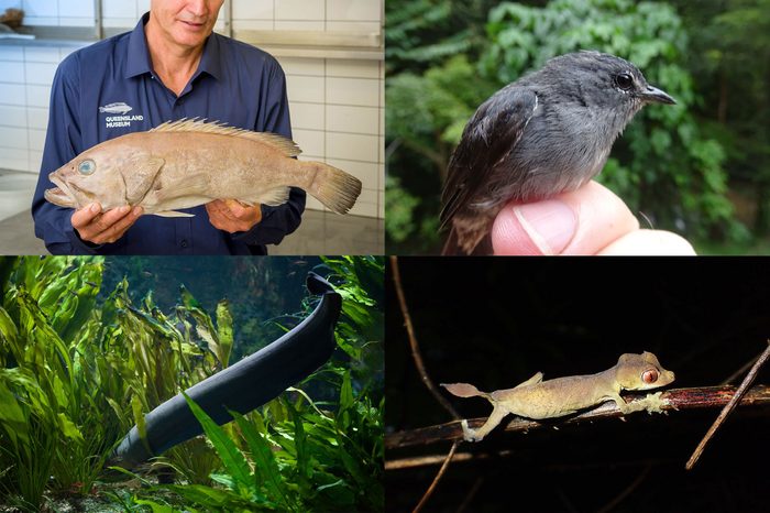 new species discoveries 2019