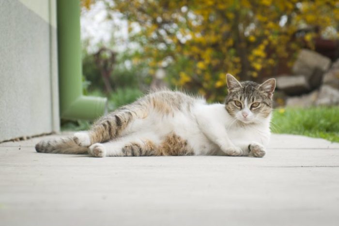 Pregnant cat lying outdoor with funny pose 