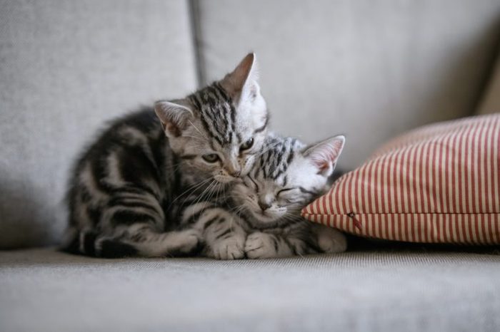 Two cute American cat kittens