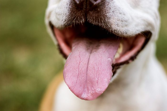dog tongue out
