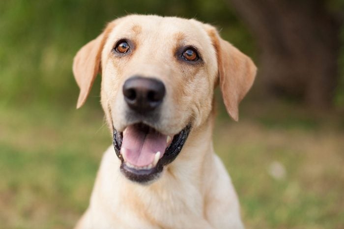Yellow Lab Smiling in Natural Outdoor Setting