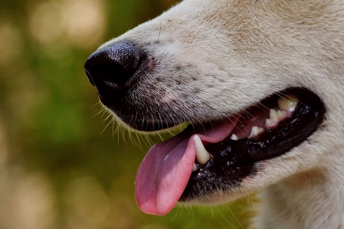 dog teeth/mouth