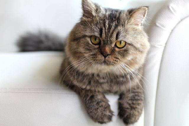 Persian cat on a white leather sofa.