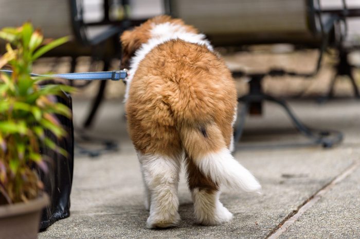 Saint Bernard puppy on a leash on a patio