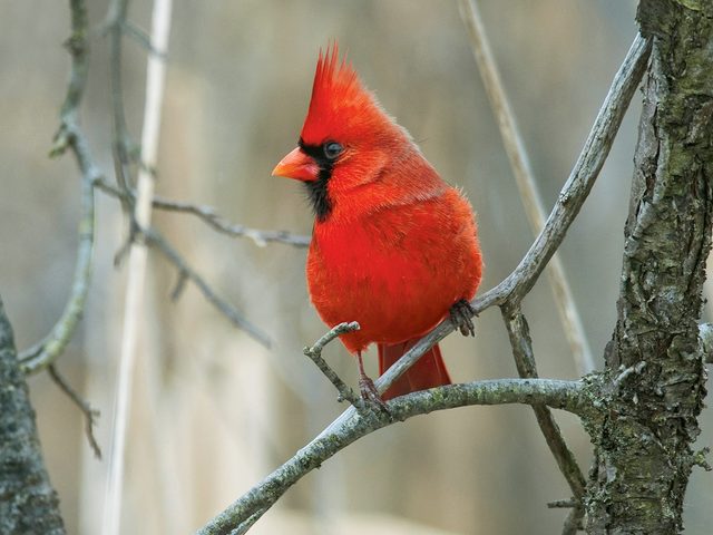 Winter birds - cardinal