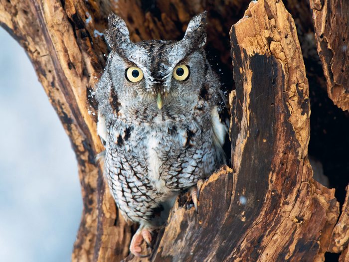 Winter birds - screech owl
