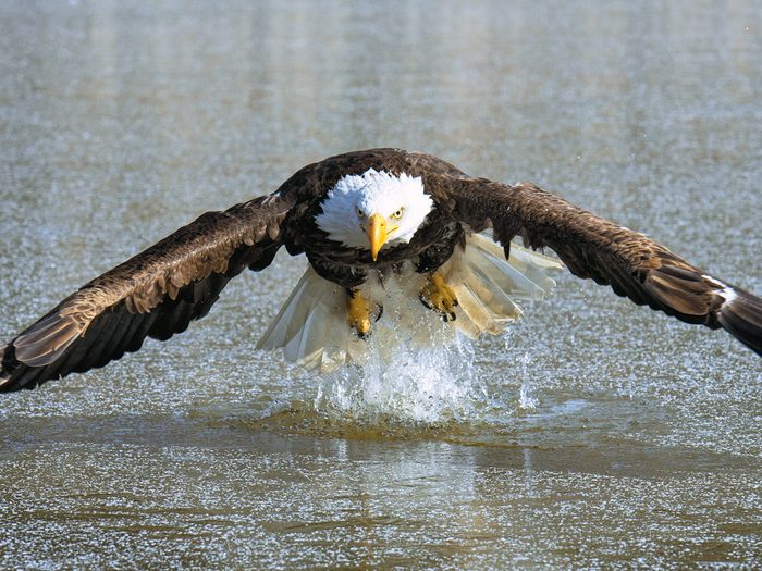 Bald eagle skimming lake