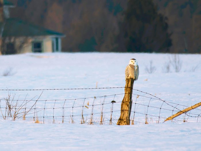 Winter birds - snowy owl on fence