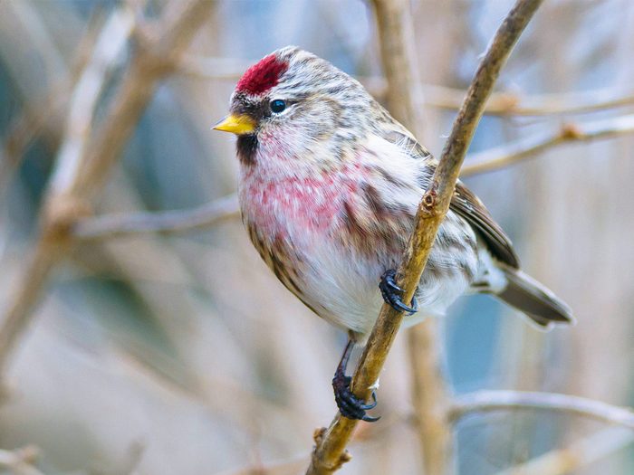 Winter birds - redpoll songbird
