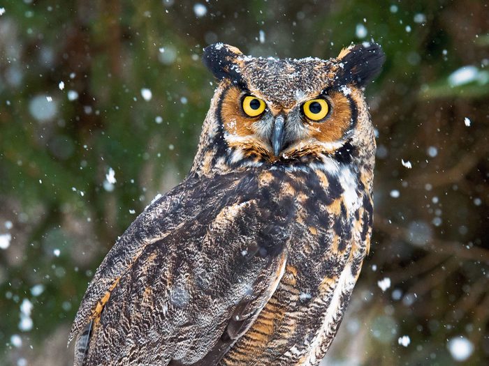 Winter birds - Horned owl