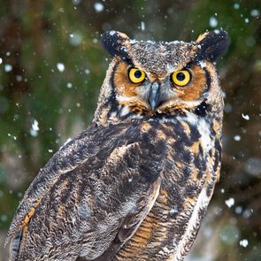 Winter birds - Horned owl