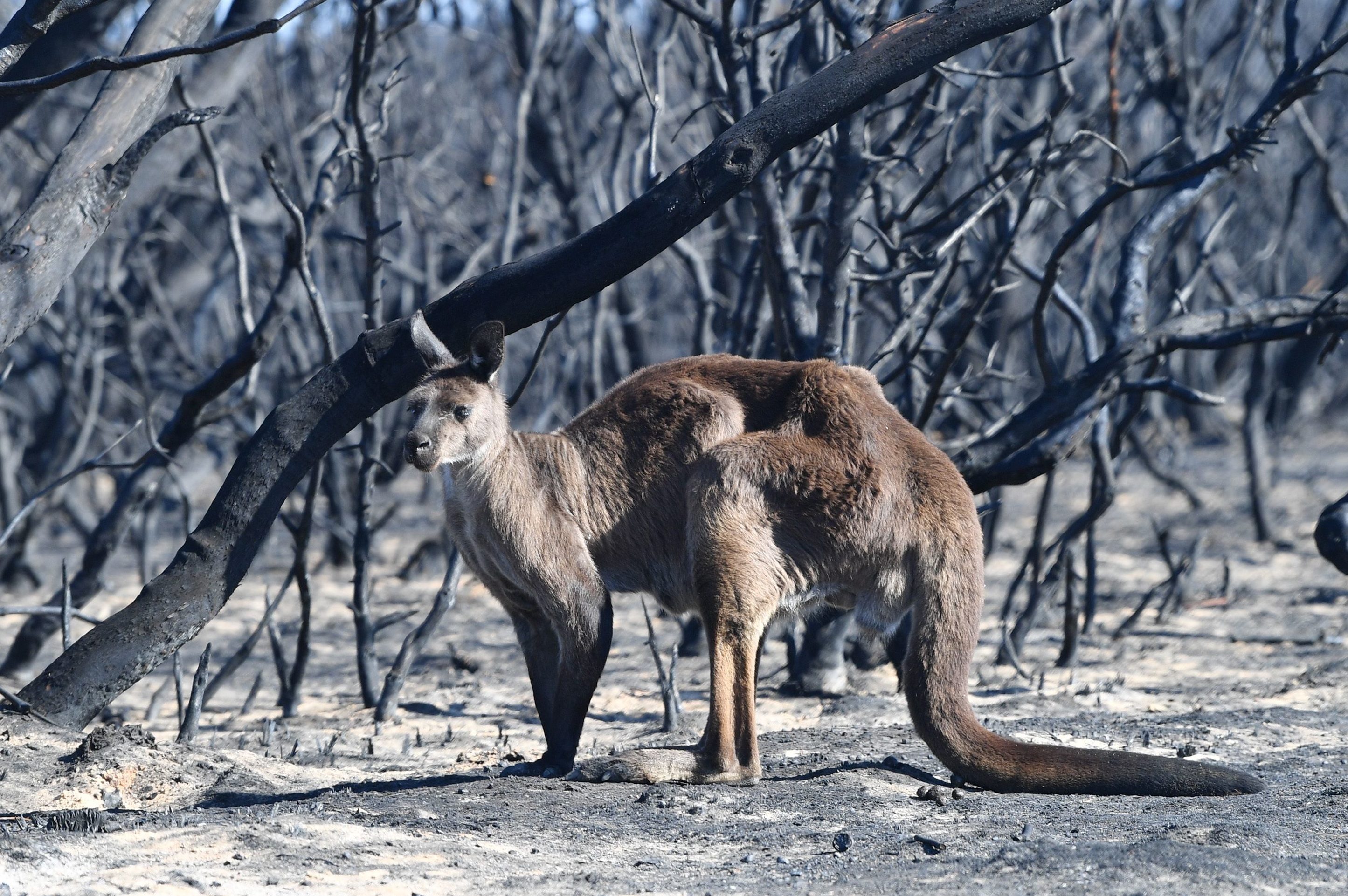 A kangaroo is seen at the Flinder Chase National Park during bushfires on Kangaroo Island, Australia, 07 January 2020.