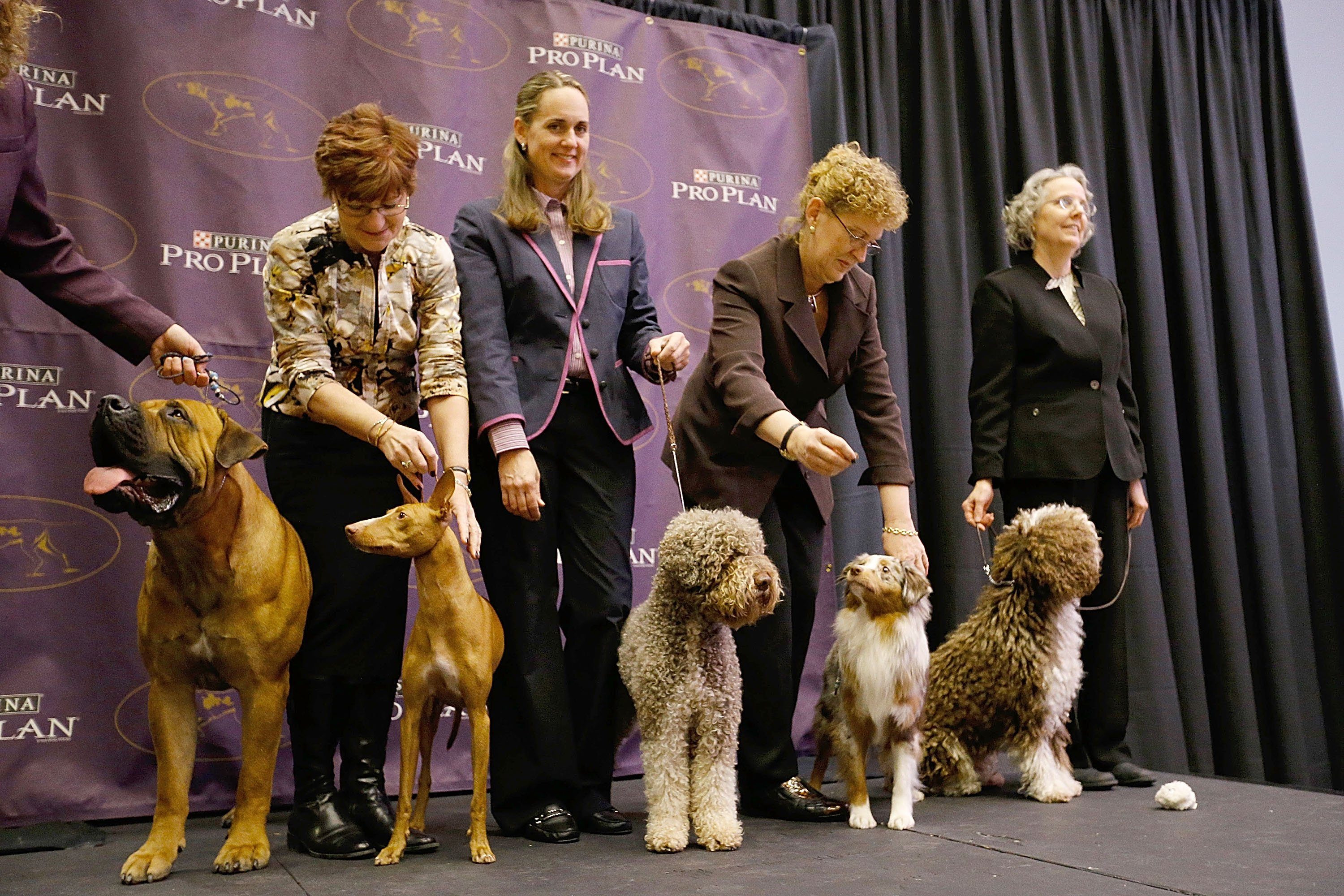 westminster dog show