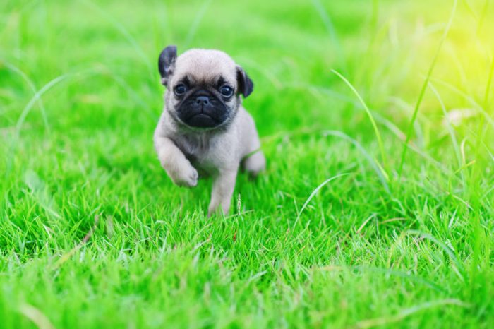 Cute puppy brown Pug with green grass
