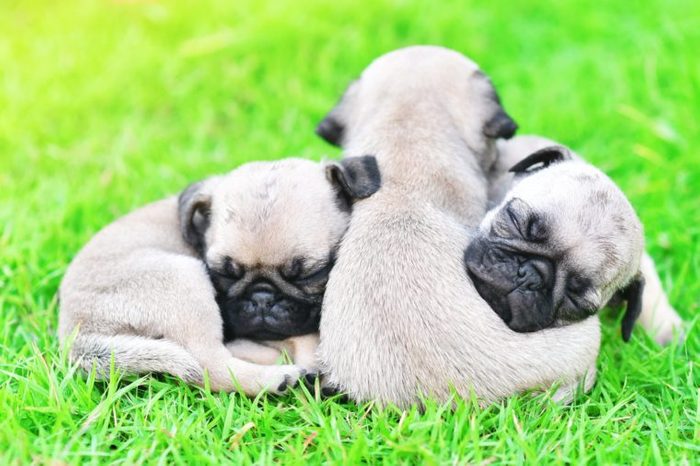 Cute puppies Pug sleeping together