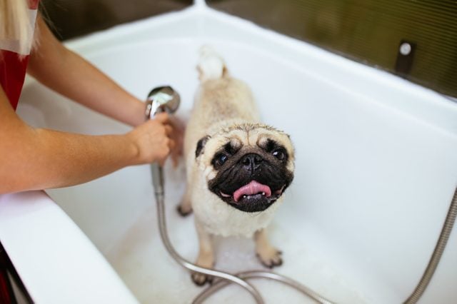 Pug dog at grooming salon having bath.