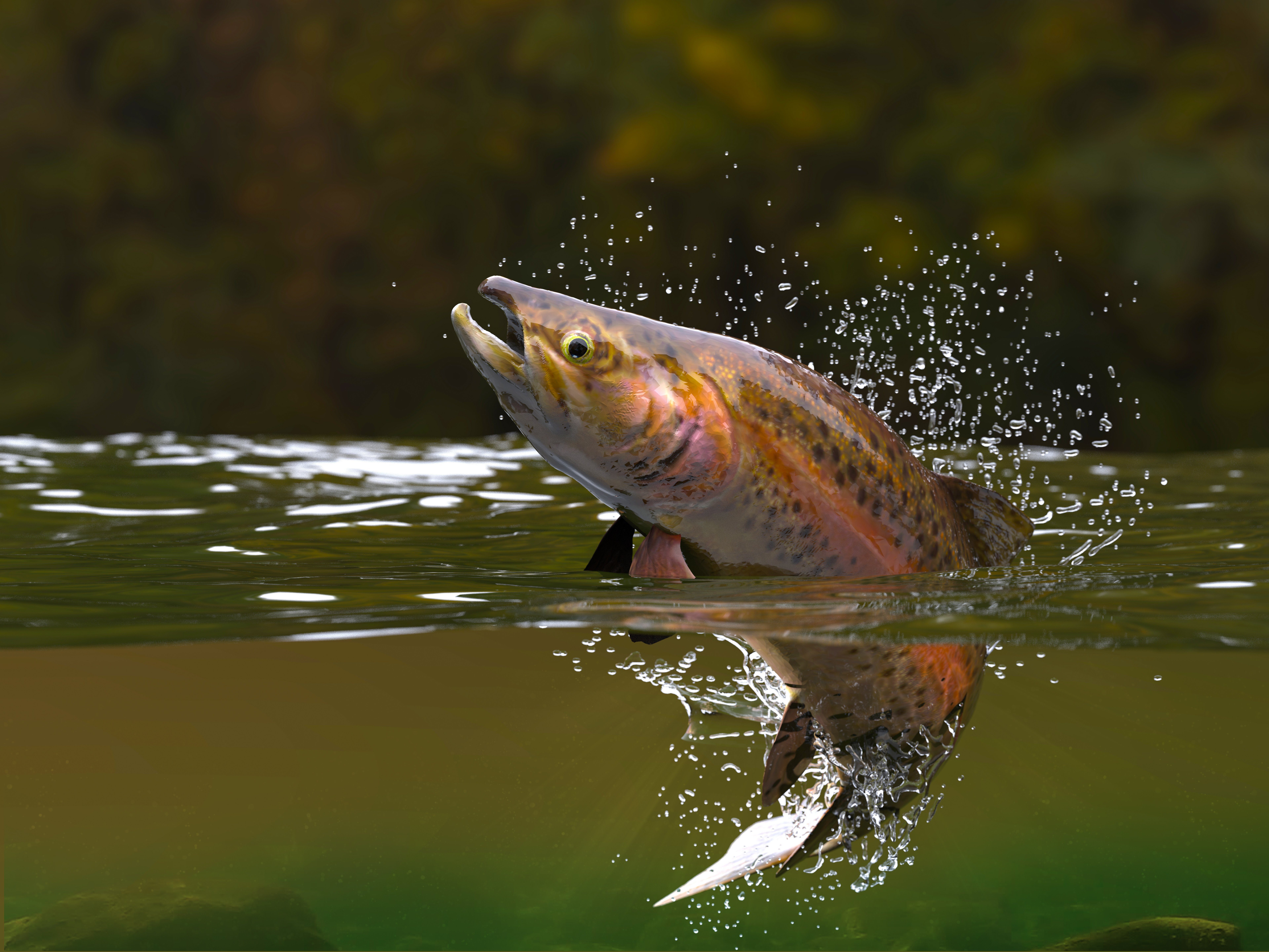 trout jumping