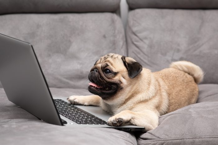 Cute dog Pug breed lying on ground looking on computer screen