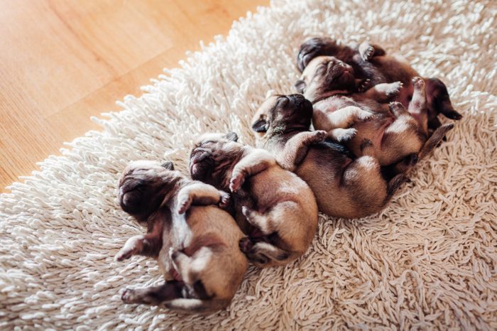 Five pug dog puppies sleeping on carpet at home