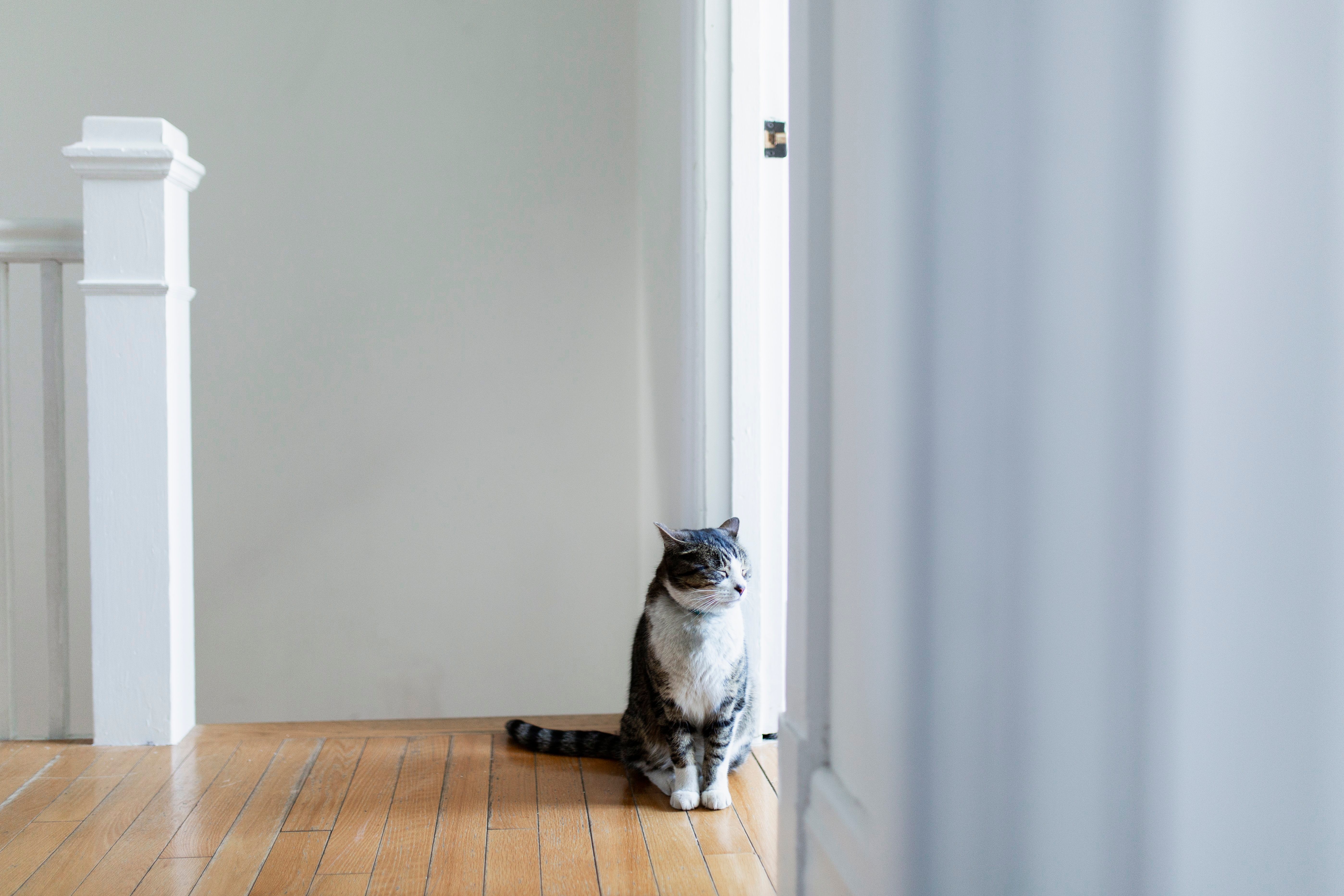 17 Things Your Cat Actually Wants from You Reader's Digest Canada
