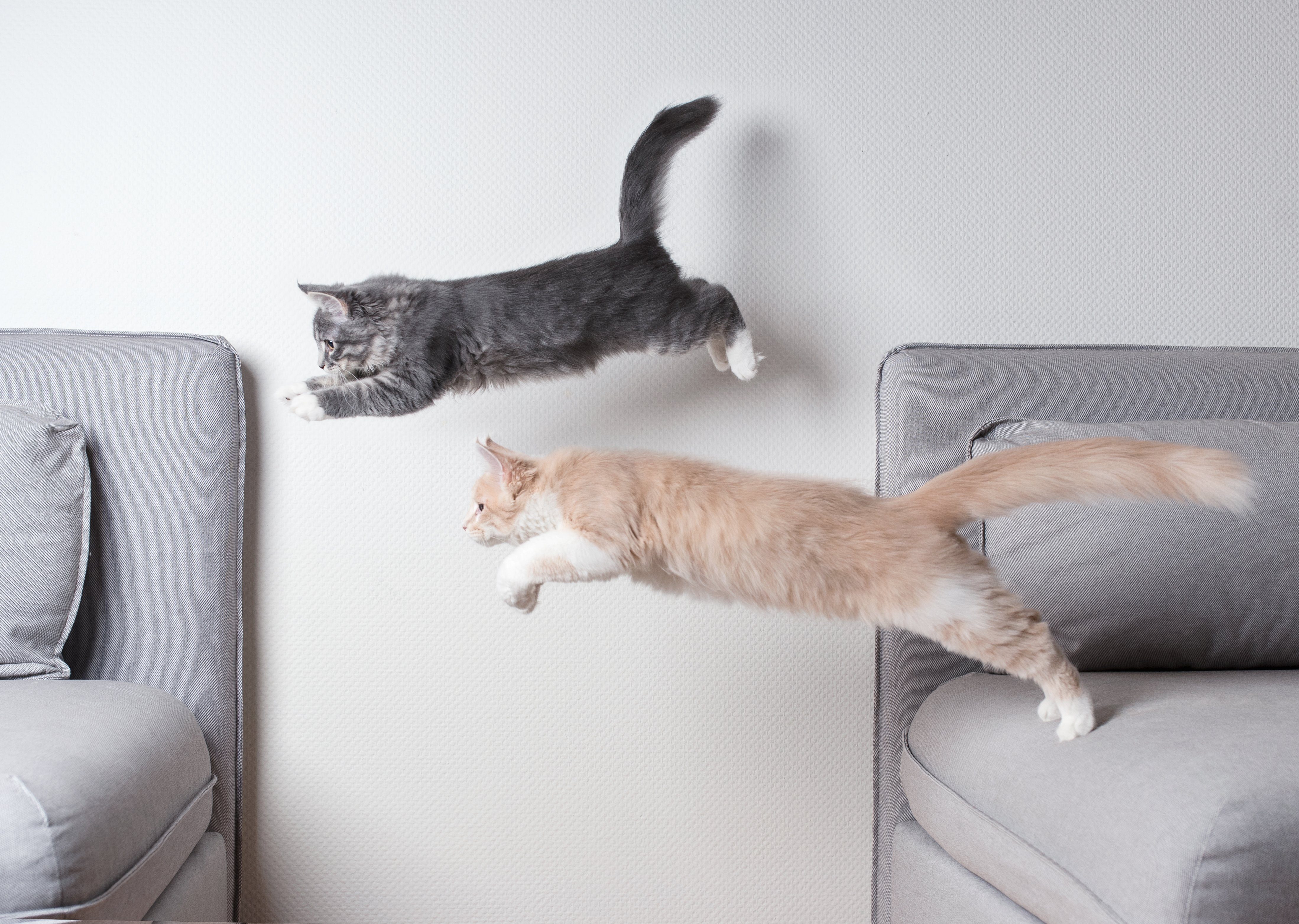 cats jumping