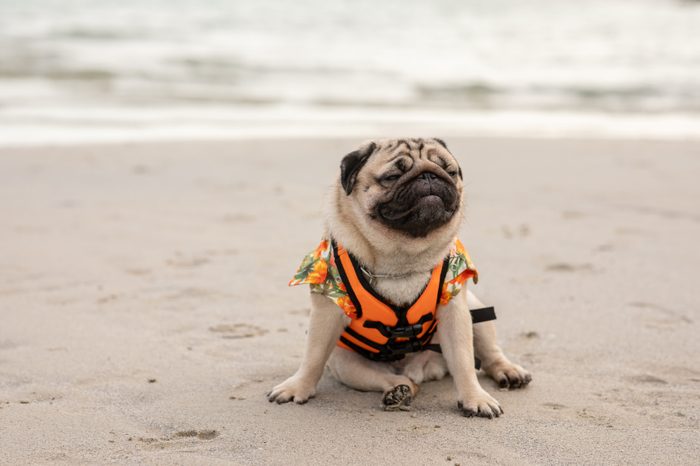 Happy dog pug breed wearing life jacket at beach