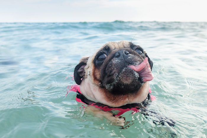 Pug dog swims in a crystal clear sea
