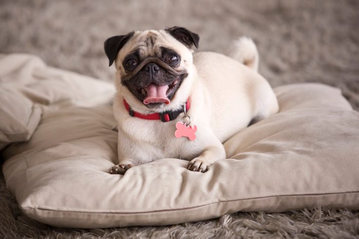 Cute Pug dog on pillow