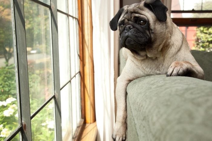 cute pug Dog sits on couch and looks longingly outside