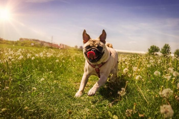 Pug running into the spring field.