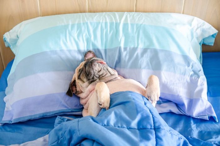 Pug dog having a siesta an resting in bed