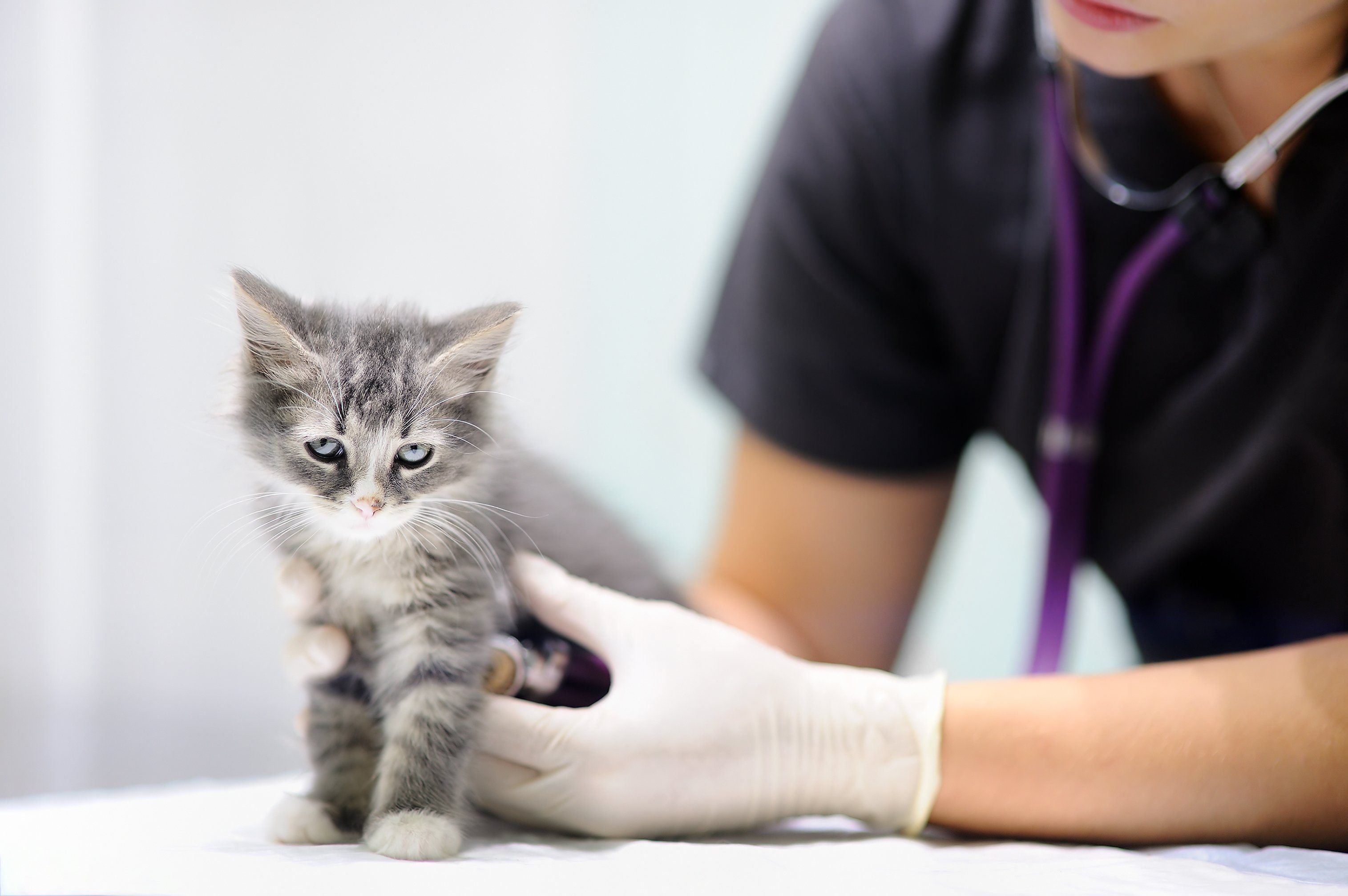 cat at veterinary