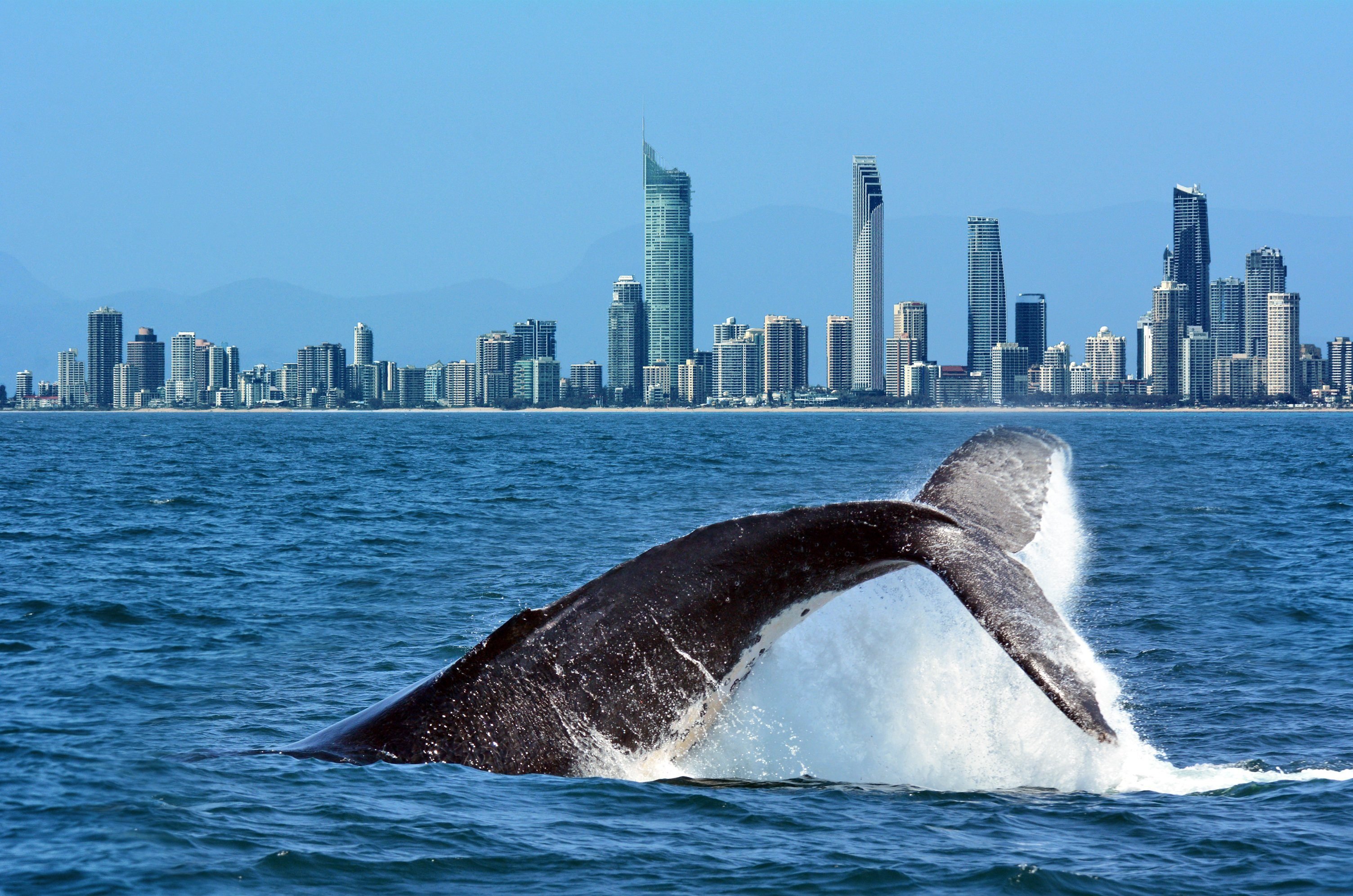 The tail of a Humpback Whale (Megaptera novaeangliae) rise above the water against Surfers Paradise skyline in Gold Coast Queensland Australia