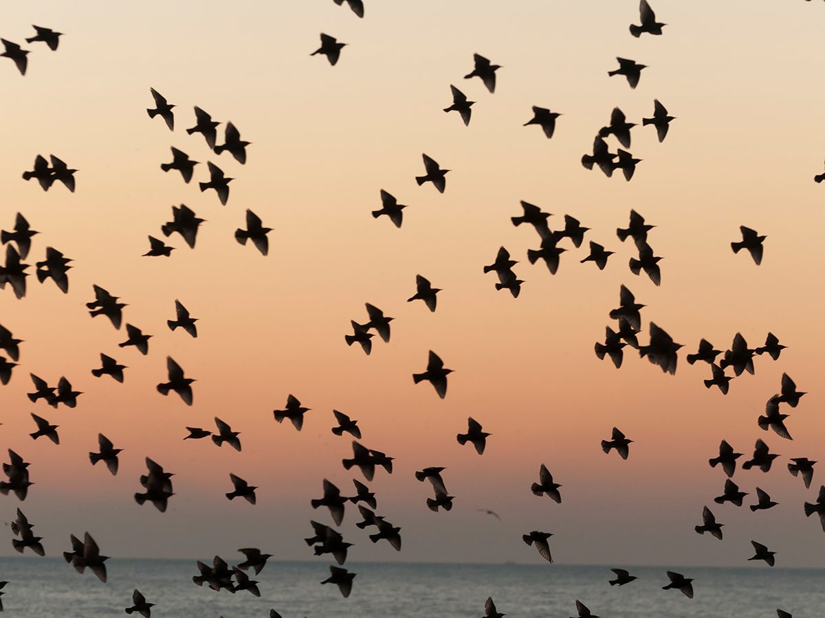 Aviation terms - flock of birds at sunset