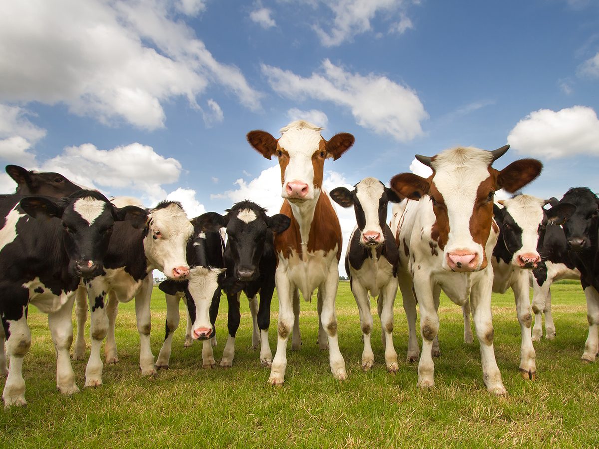 Best pi jokes - herd of cows